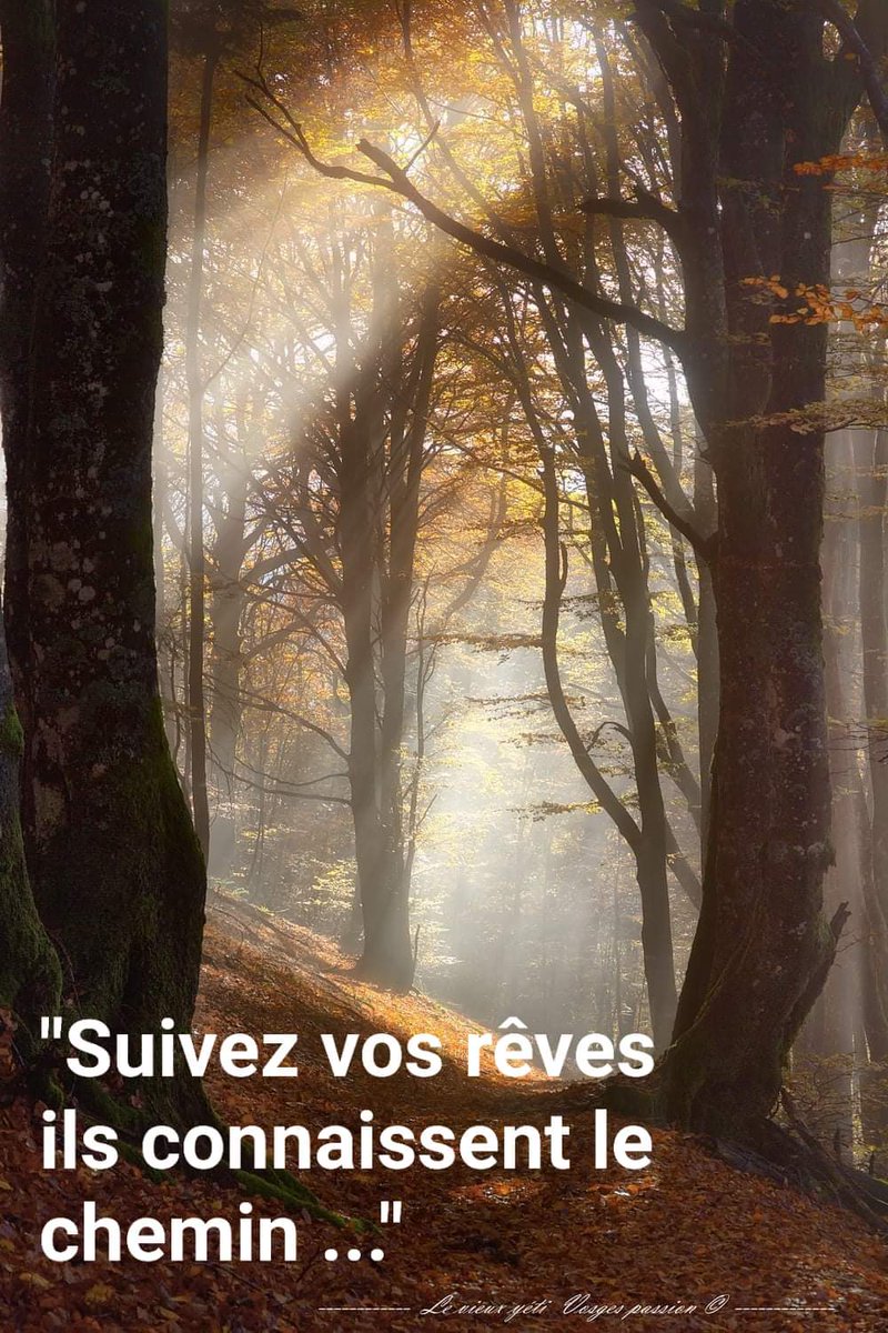 AudeVisine's tweet image. #Citation
Sur un sous bois magnifique immortalisé par feu #ChristianHoffner citation que je vois toujours 2 fois par semaine #kiné : "Suivez vos rêves, ils connaissent le chemin."
