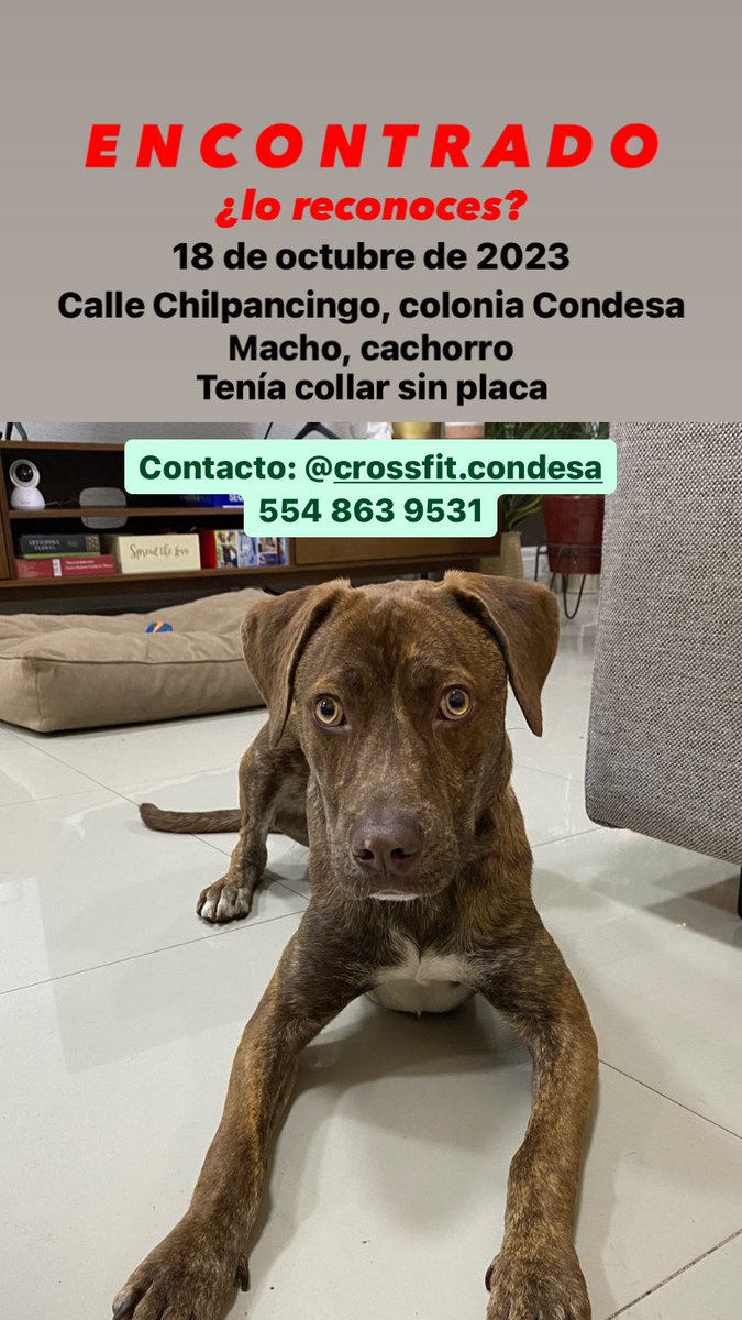 AriadnaLeon's tweet photo. Perrito encontrado en la condesa. Me ayudas a compartir? :) https://t.co/c7xYHhD3Em