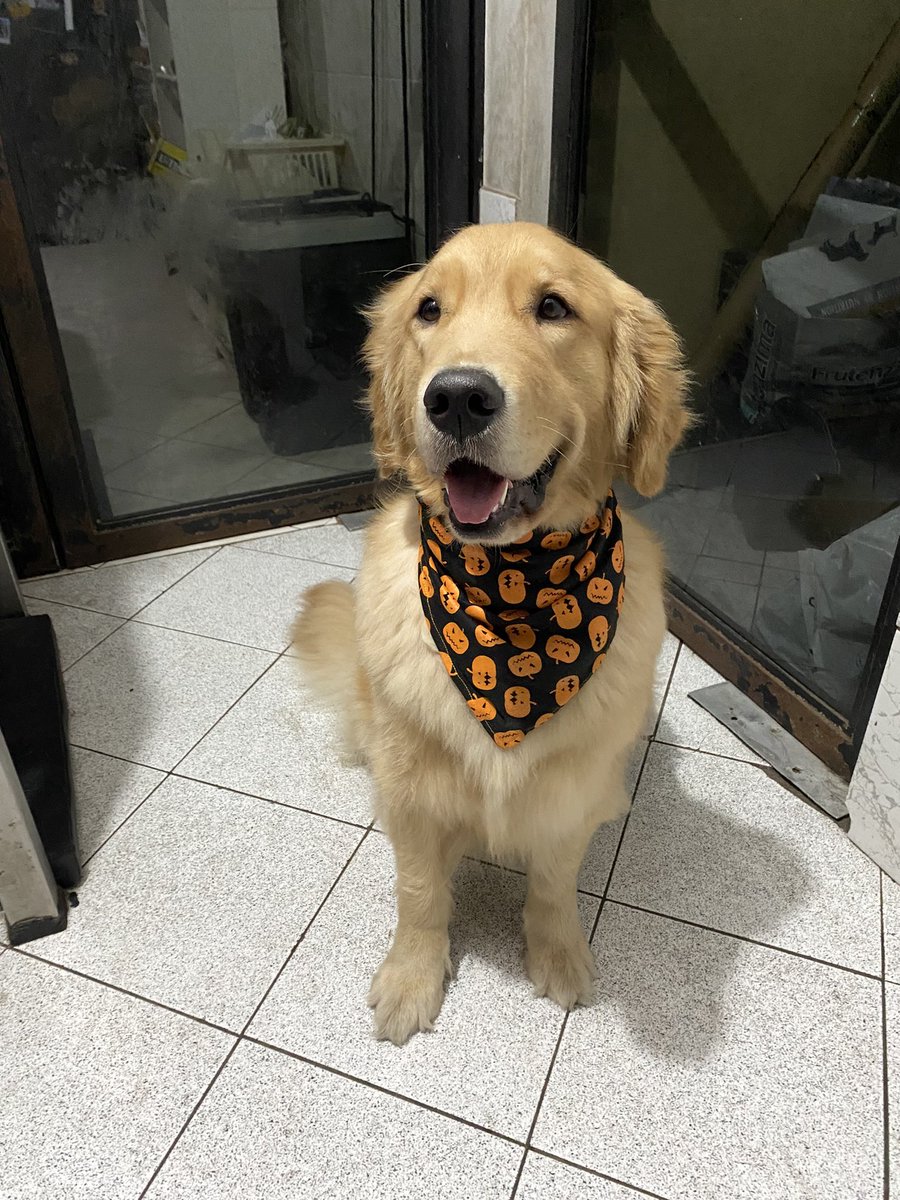 ShakiraDoo's tweet photo. @Phil_Sledge Halloween bandana 🎃 https://t.co/qpO1vjYpyO