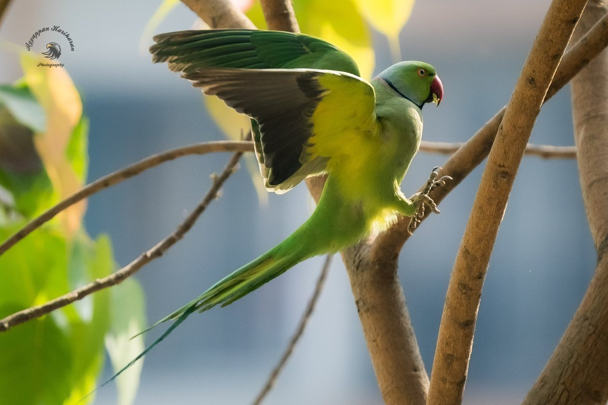 Another commoner from my balcony. 
Rose-ringed parakeet.
#IndiAves #BBCWildlifePOTD #natgeoindia #SonyAlpha #ThePhotoHour #BackyardBirds
