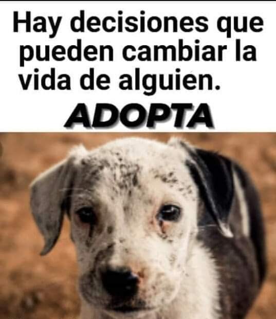 PerroUsuario Wof '•' tweet media