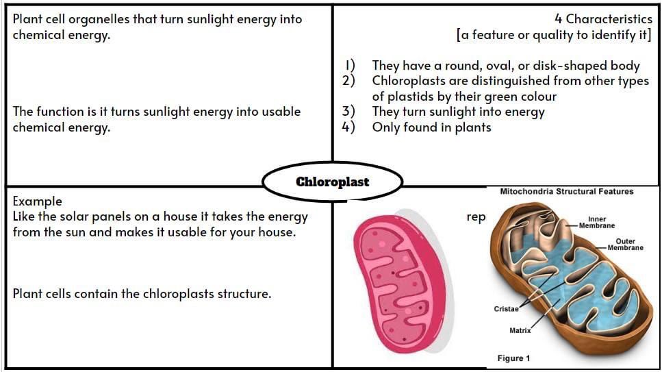 arianakhern's tweet photo. #Biology Ss did a deep dive into #CellStructures! Ss are getting into the habit of using previous work as resources; teaching them the importance of attention to detail &amp; owning their work! Day to day #Eduprotocols can replace #notebooks - saving time on planning &amp; grading! https://t.co/Z15QBkVpsK