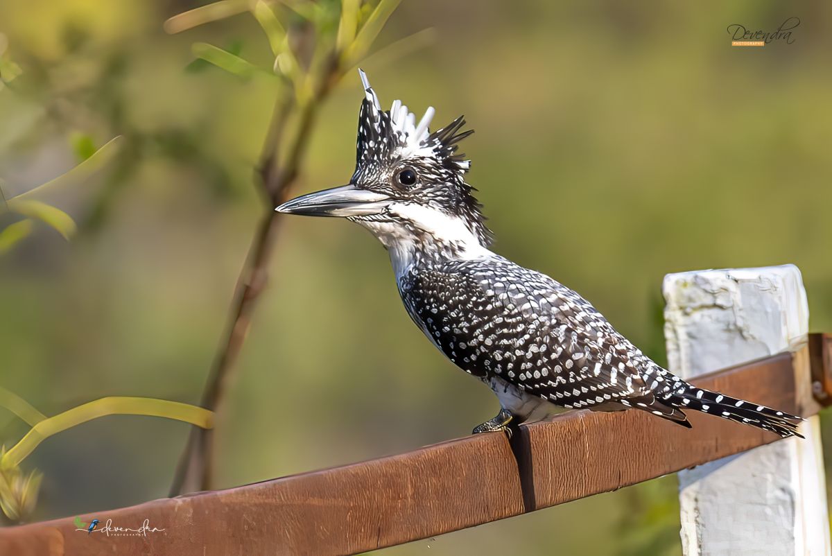 Crested Kingfisher, largest Kingfisher. 
Marchula,  Corbett 
#IndiAves #TwitterNaturePhotography #TwitterNatureCommunity #birds #birdwatching #birding #NaturePhotography #kingfishers #natgeoindia #natgeoyourlens