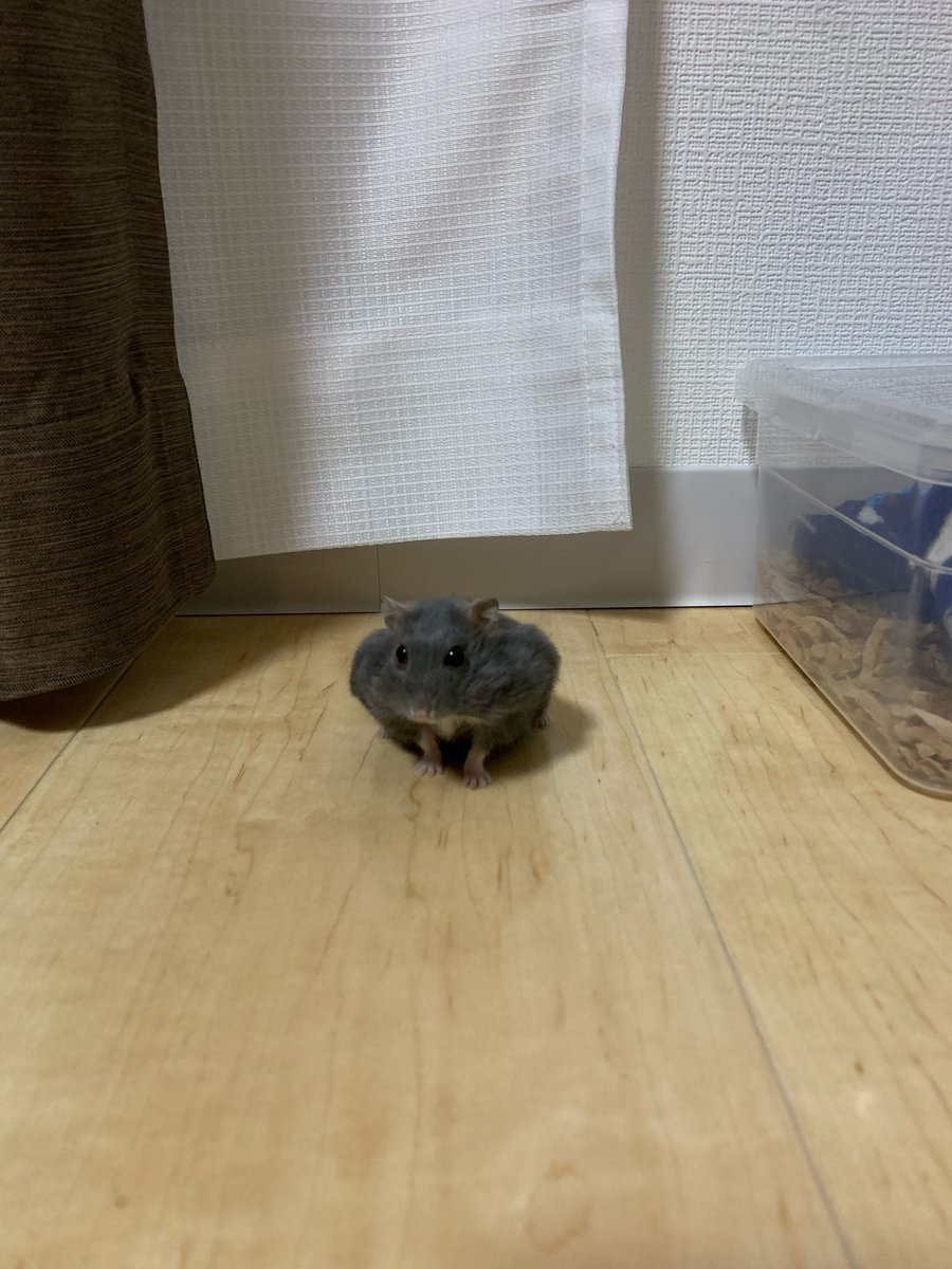 entachiryouin's tweet photo. これはGoogleにカメ認定されたハムスター https://t.co/REI7gv62u1