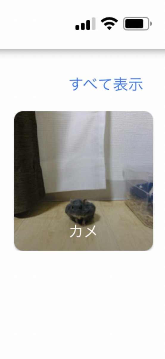 entachiryouin's tweet photo. これはGoogleにカメ認定されたハムスター https://t.co/REI7gv62u1