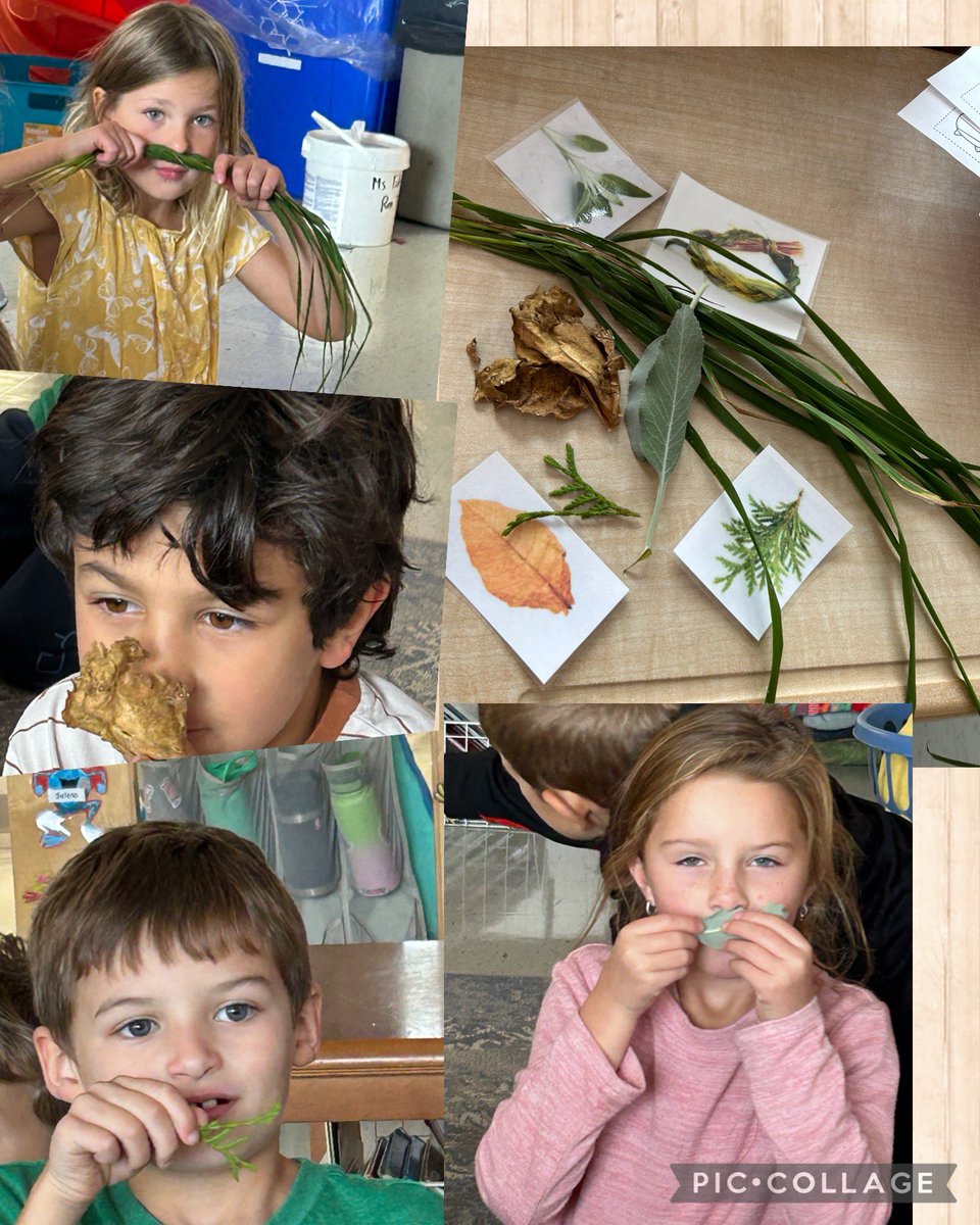 Louise17adam's tweet photo. Grateful that the students got see the 4 Sacred Medicines garden. Also to be able touch and smell the sage, cedar, sweetgrass and ceremonial tobacco. Thank you, Miigwech @Council_Maple for your support &amp; making this garden possible. @EcoleMaple_LDSB https://t.co/RWKGoNd4Dl