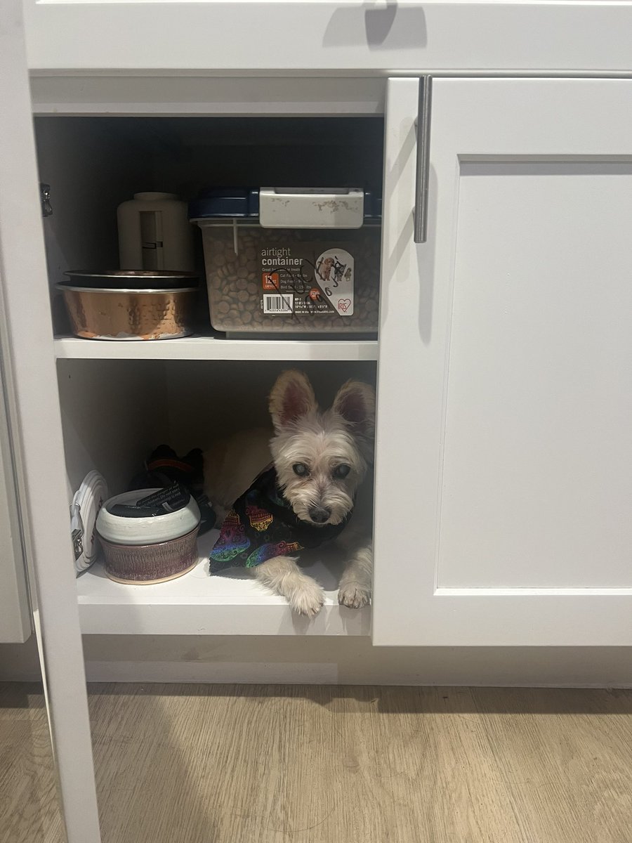 Alison Agosti tweet media