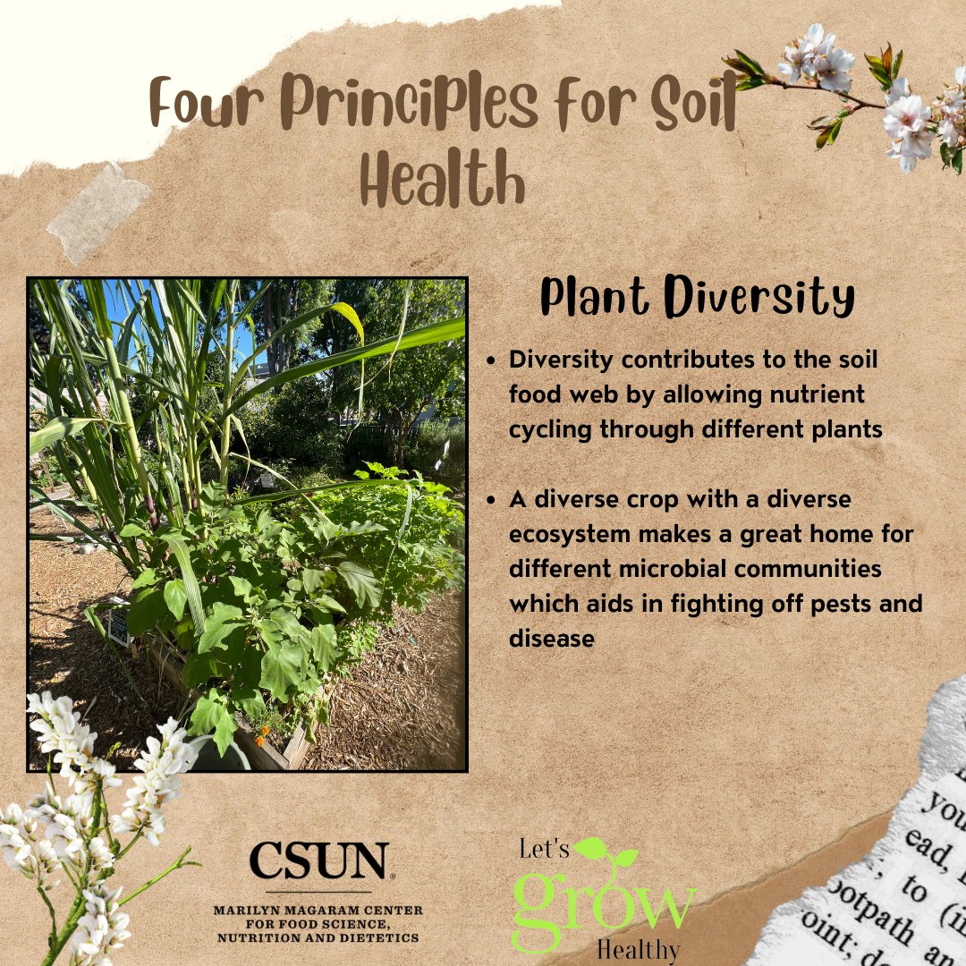 MagaramCenter's tweet photo. Our MMC Let's Grow Healthy team is gearing up for the Fall 2023 Healthy Growers Training and sharing information about the four principles of soil health. Slide through each post for more information. If you have garden-related questions, visit our "Ask a Master Garden" page. https://t.co/7HxQMDxF7T