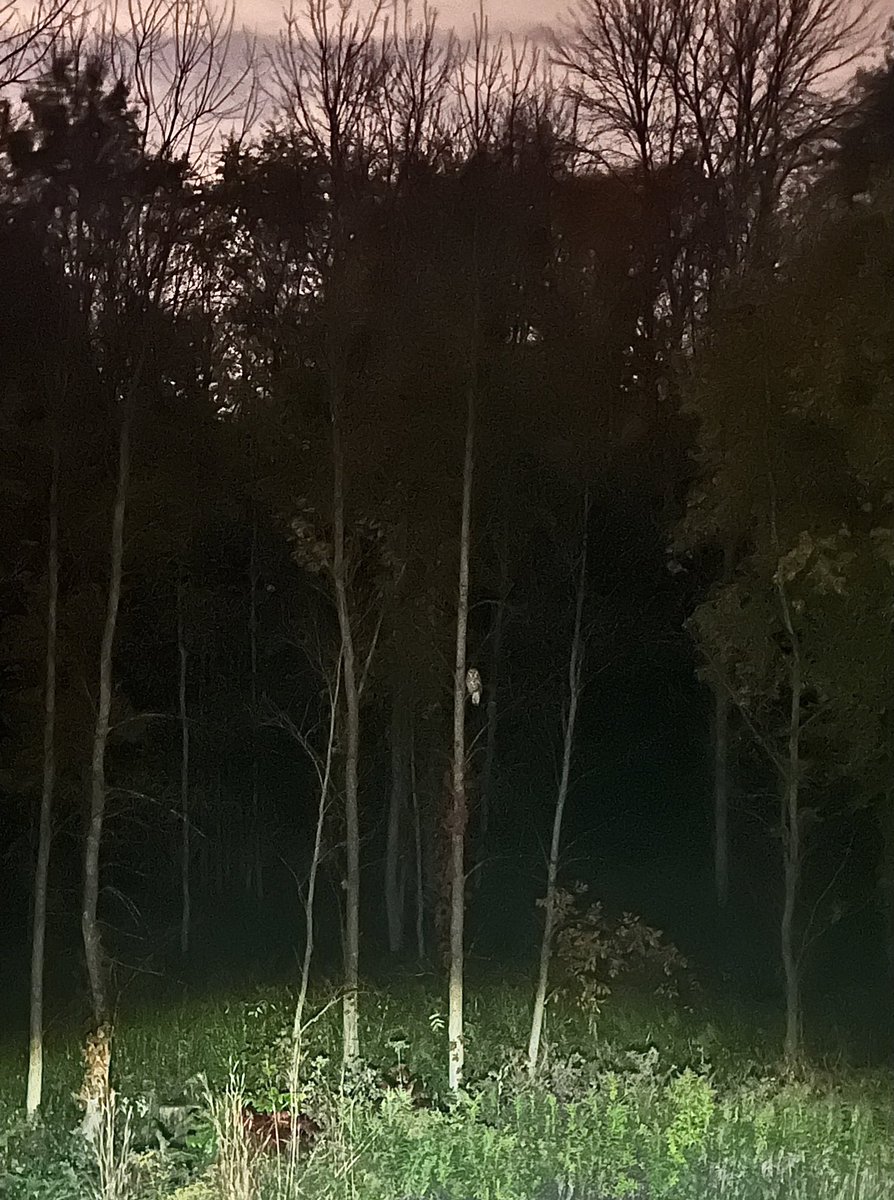 PegMtz's tweet photo. Owl omen? https://t.co/dMcEynUZTD