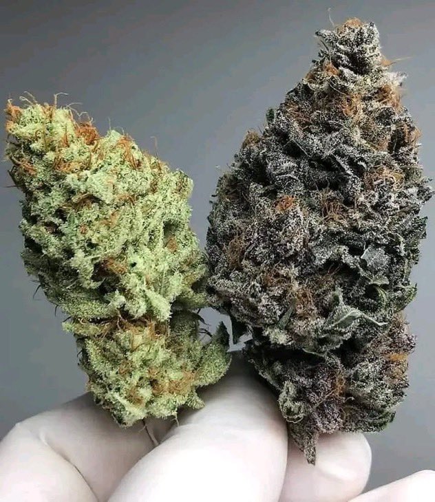 STONERS R US 🍃 tweet media