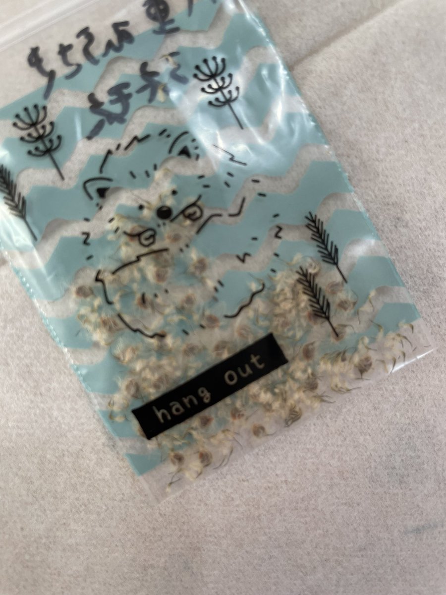 omiiro_'s tweet photo. アネモネパブニナの種まきをしました。
正解が分からず手探り…。
種まきの土に覆土は軽く、たくさんあるのでばら撒きで😅
発芽します様に…！
#アネモネパブニナ https://t.co/xs3kcmod3r