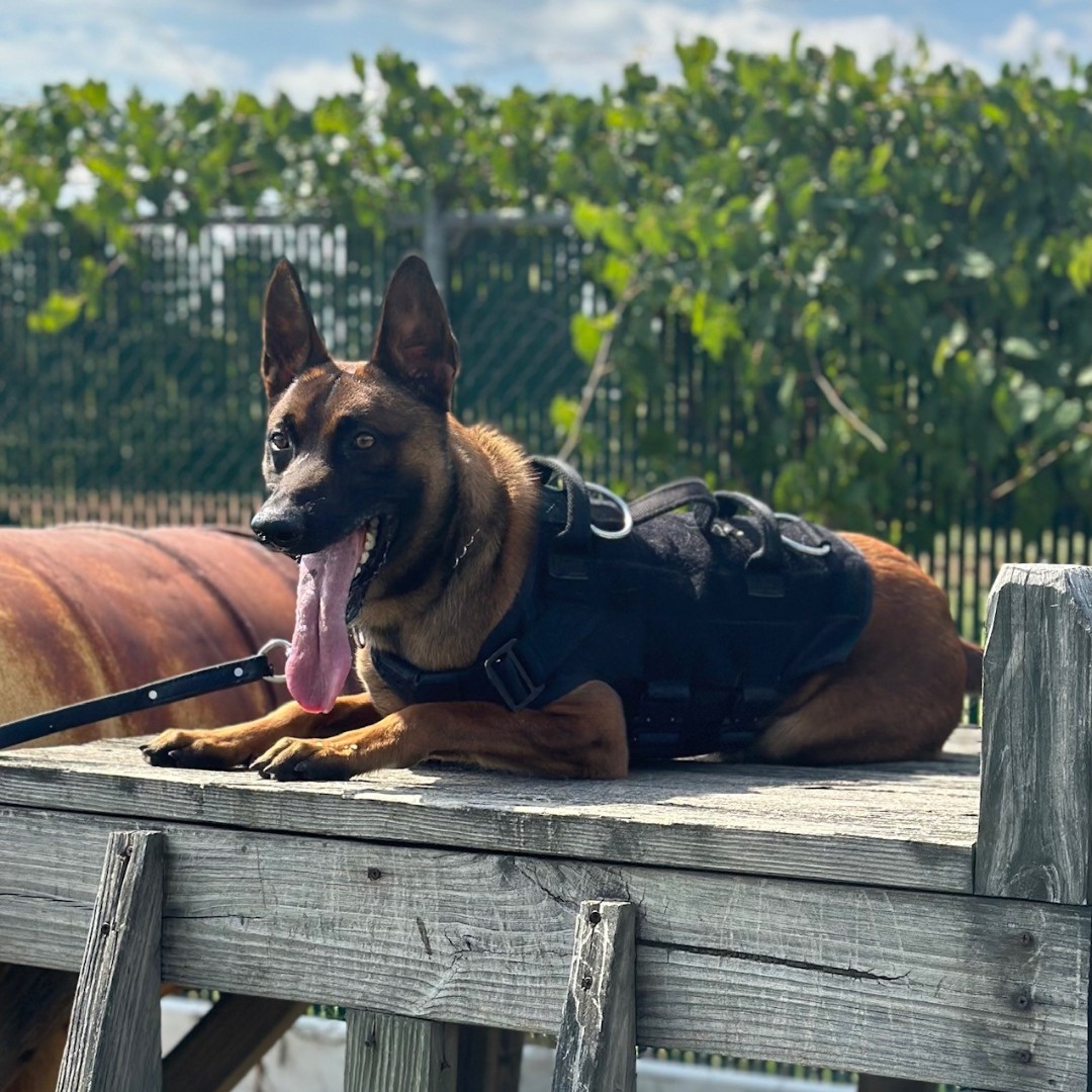 BaltCoPolice's tweet photo. With aπ
like that, Baltimore County PoliceπK9 Link πΎ looks like he could do some serious lapping and licking!
#k9
#baltimorecounty
#baltimorecountypolice
#policing
#dog https://t.co/ttoyVvfE8W