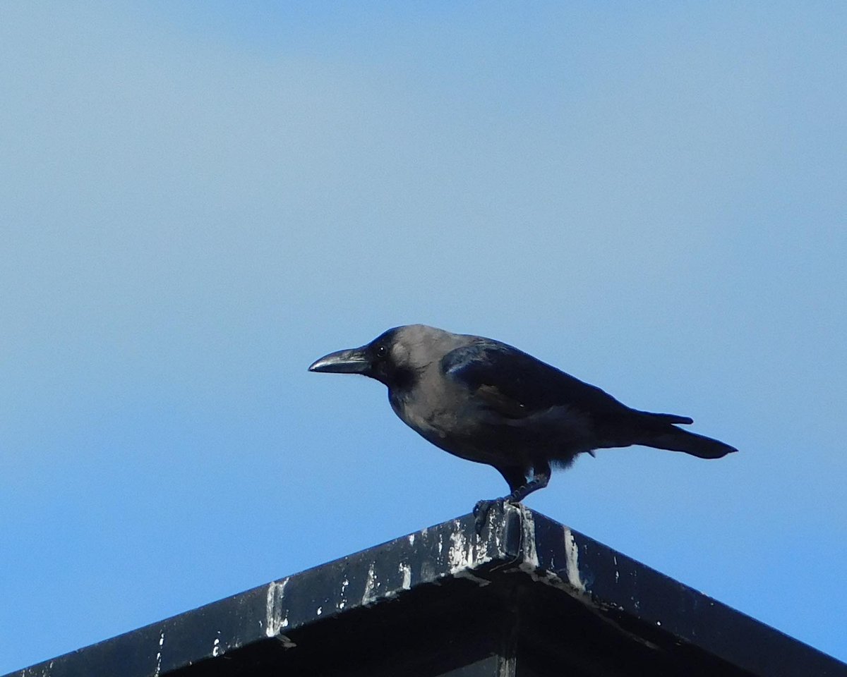 AndPerth's tweet image. This House Crow turned up in the #Perth southern suburbs a few weeks back and sent all the local #birdwatchers into a flurry! They are ship assisted to harbours around #Australia and we seem to have one turn up in #WesternAustralia every year to every 5 years.
#BirdsSeenIn2023