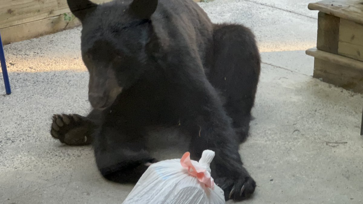 Up close with a #bear stealing food