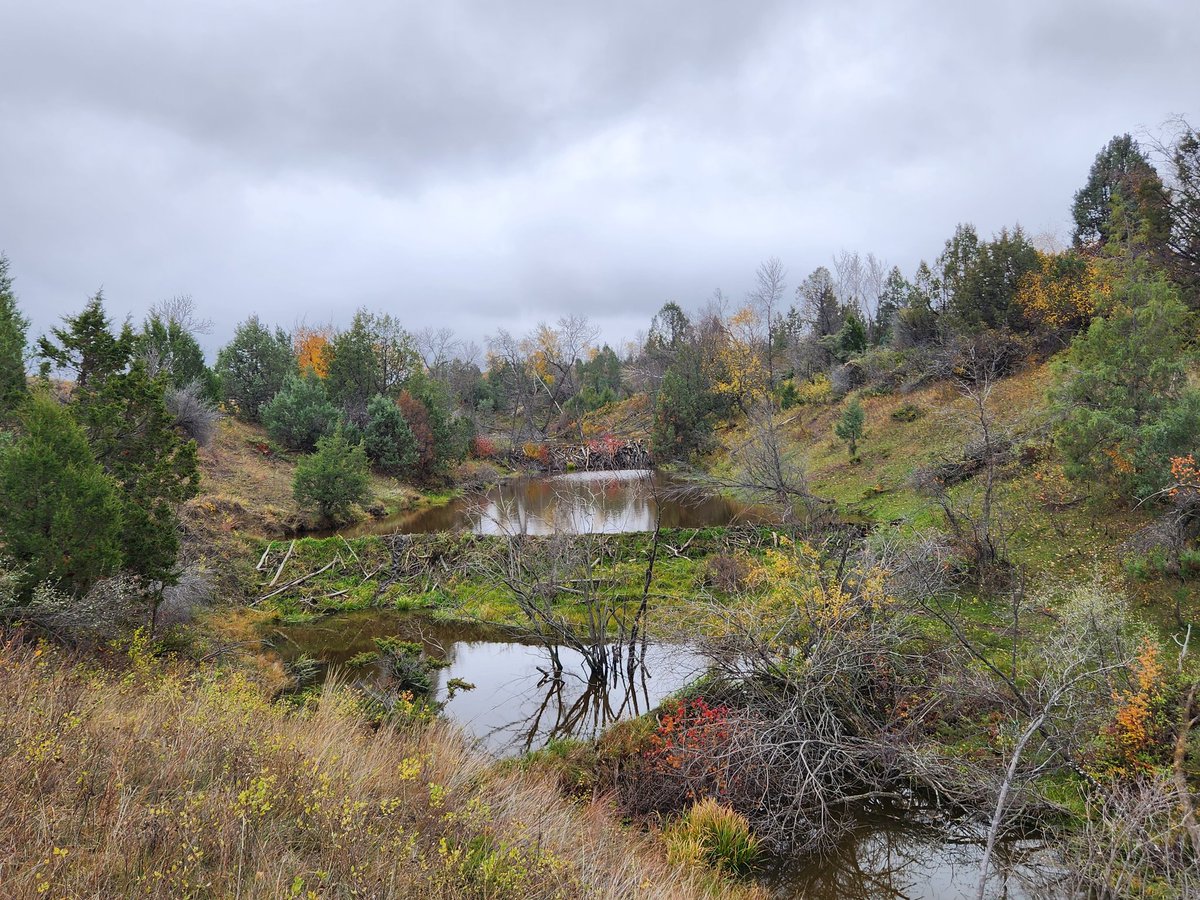 Hecker71's tweet image. Beavers are quite the engineers!