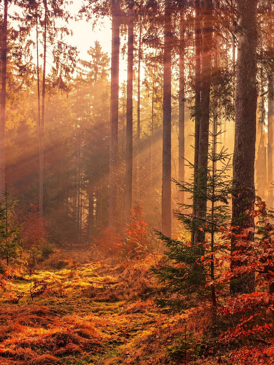 Tina Koskima 🕊️ tweet media