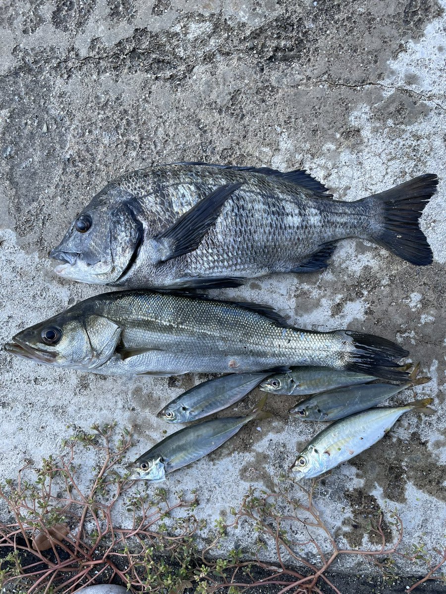 same0928's tweet image. 下津井沖
久しぶりにアジ以外の魚を釣った気がする😊