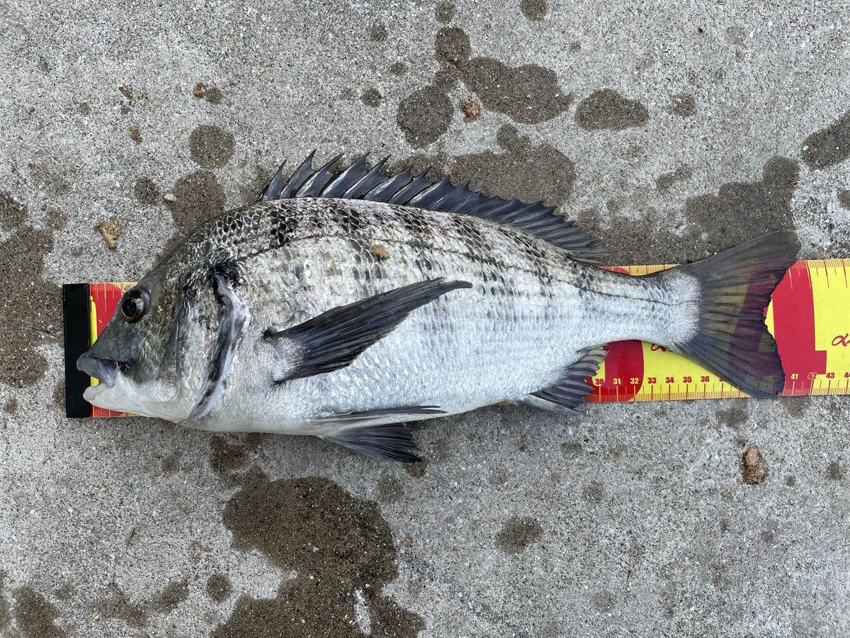 same0928's tweet image. 下津井沖
久しぶりにアジ以外の魚を釣った気がする😊