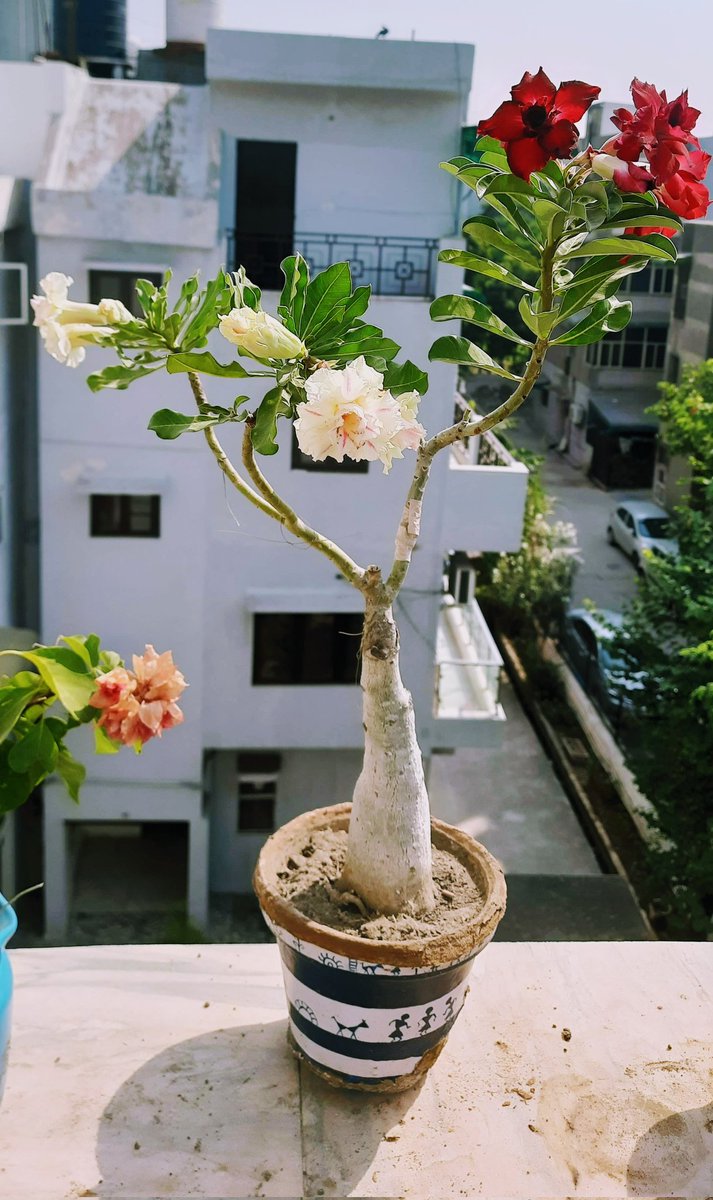 cretiredroy's tweet photo. Good Morning 💐 
#Adeniums https://t.co/6sATekJDWq