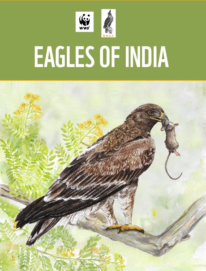 Eagles of India, an ID brochure that I had illustrated and designed for WWF. Eagles are the most challenging raptors to identify for me, their varied morphs adding to the challenge. #BirdIllustration #eagles #eaglesofindia #raptober #hunting #indiaves #TwitterNatureCommunity