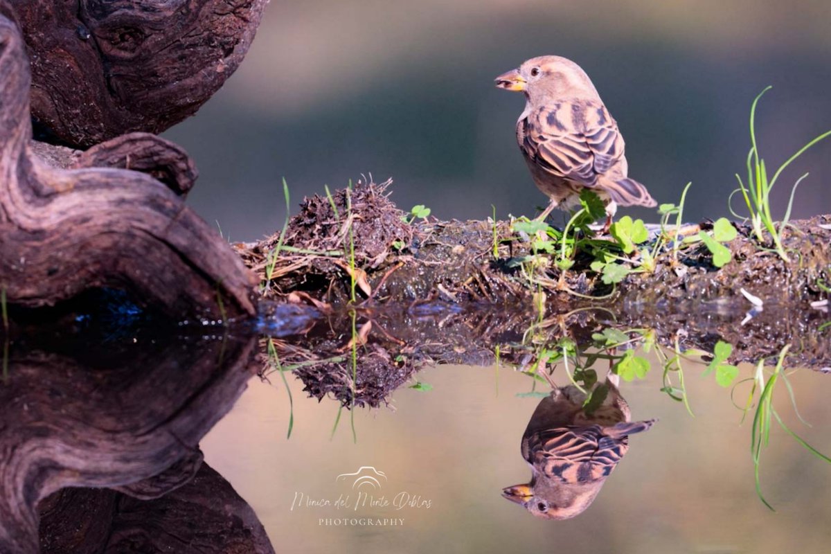 Sparrow
#gorrion #housesparrow #passerdomesticus #canonespaña #tufotonatgeo #birdwatching #birdwatchers