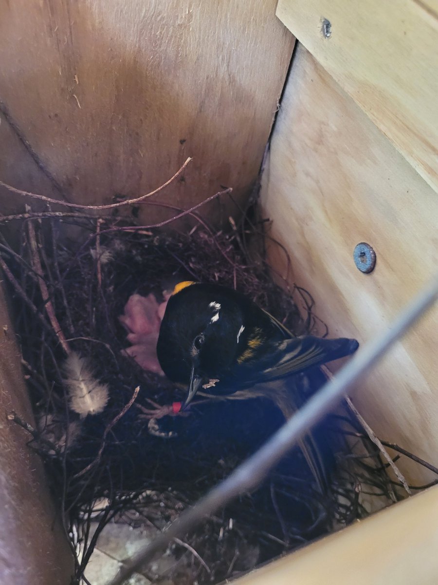 Female hihi do most of the work raising the chicks, but occasionally the territorial male will come help out with some feeding.

#hihi #stitchbird #bird #nzbirds #Tiritirimatangi #conservation #nzconservation #birdmonitoring #conservationmonitoring #monitoring #nzwildlife