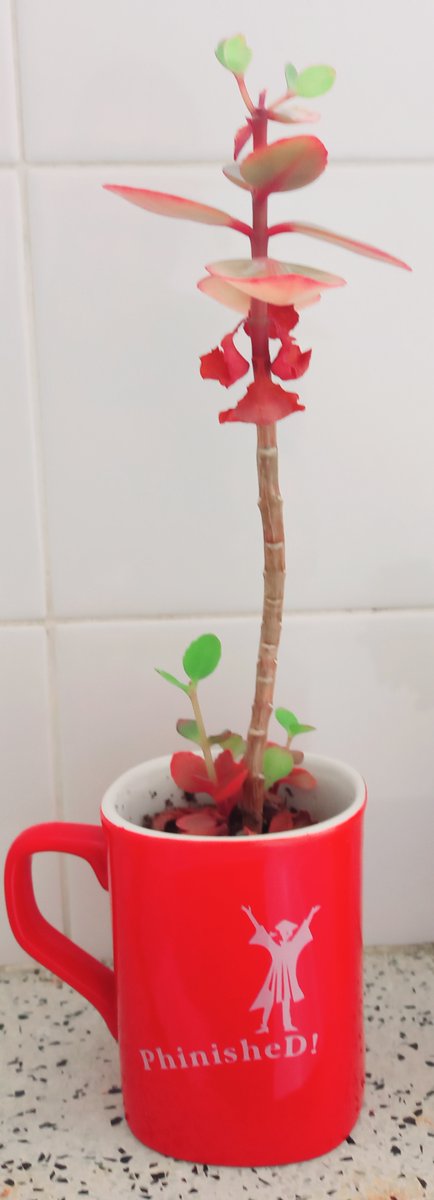 BusseltonHealthStudy tweet media