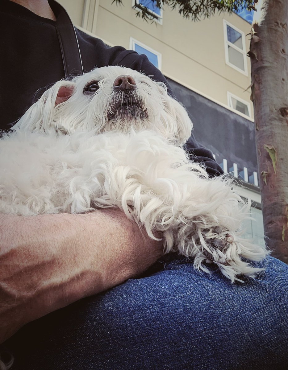 Post-gym snuggle with my girl #meandmyTao #Maltese #DogsLife #CuteDogs #DogsofMelbourne #DogsofTwitter