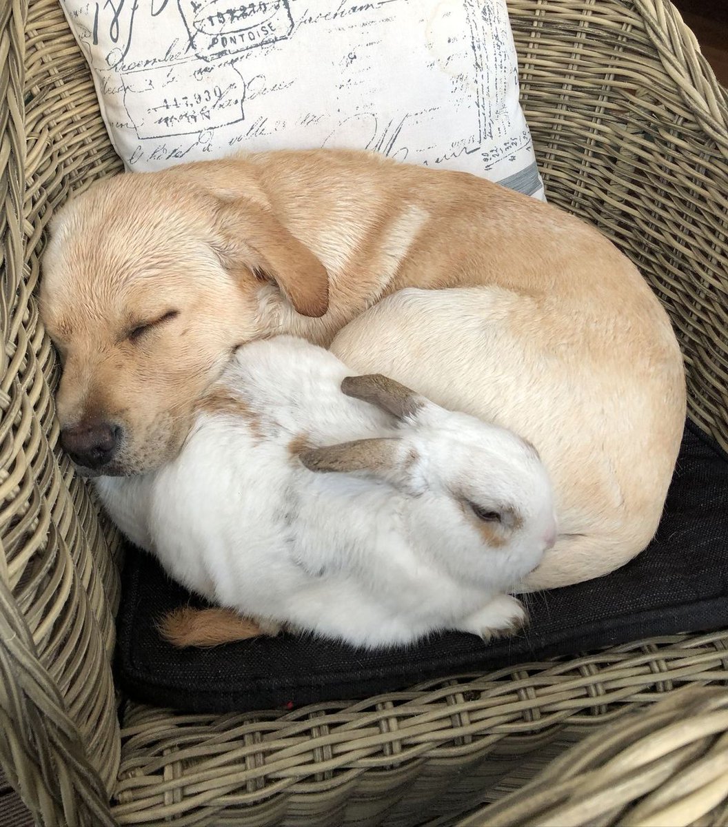 ★! ᵇᵘˢᶜᵃⁿᵈᵒ ᵃᵈᵐⁱˢ tweet media