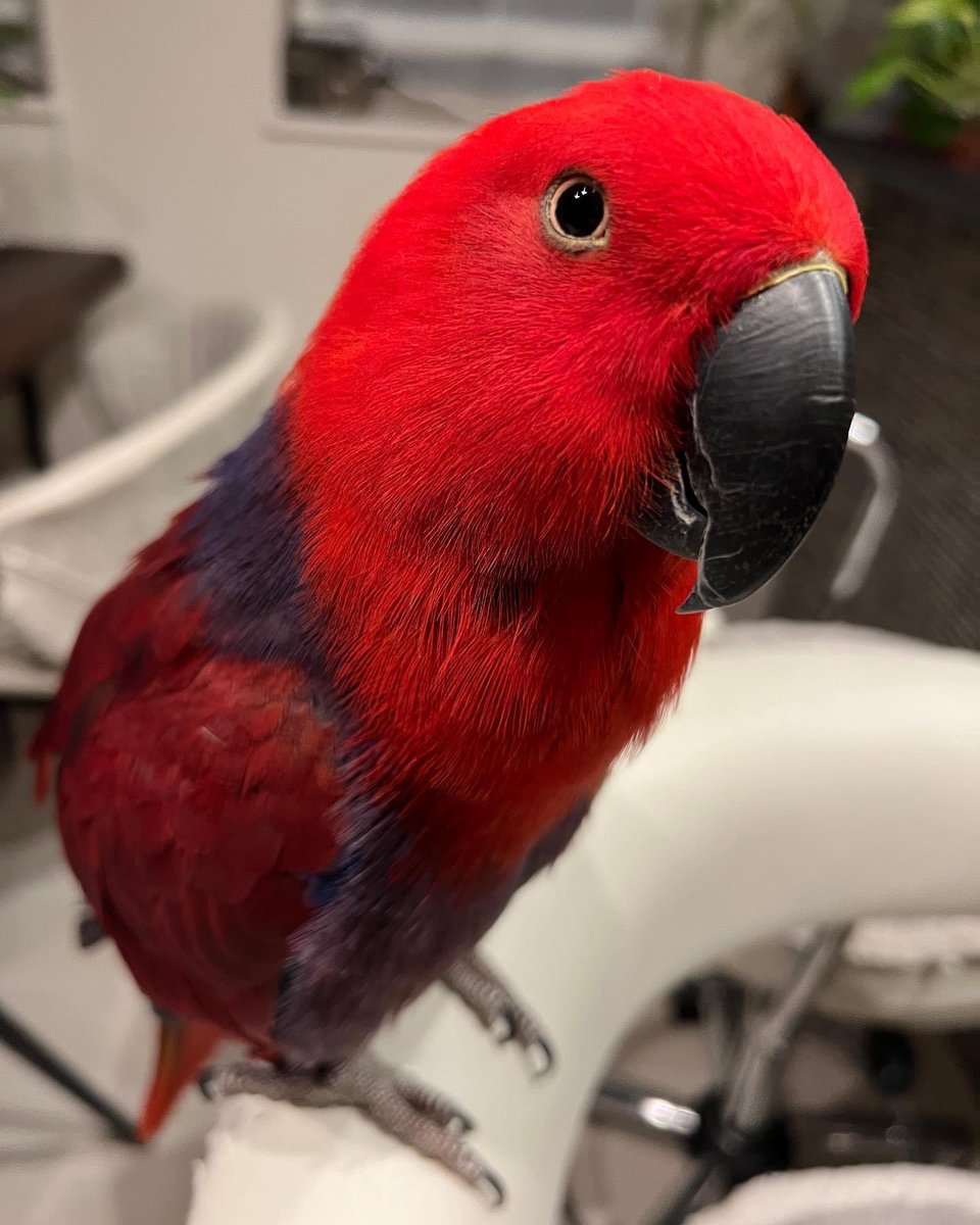 YUKIDRESS's tweet photo. 昨夜友達のオオハナインコな花ちゃんが飛んでいってしまい、迷子になりました。
場所は大阪府池田市荘園です。
女の子、2歳です。
けっこう大きめの鳥さんです。
見かけられたらご一報下さい。
宜しくお願い致します。

♯オオハナインコ
♯赤い鳥
♯迷子鳥 https://t.co/DPEKK4ejoq