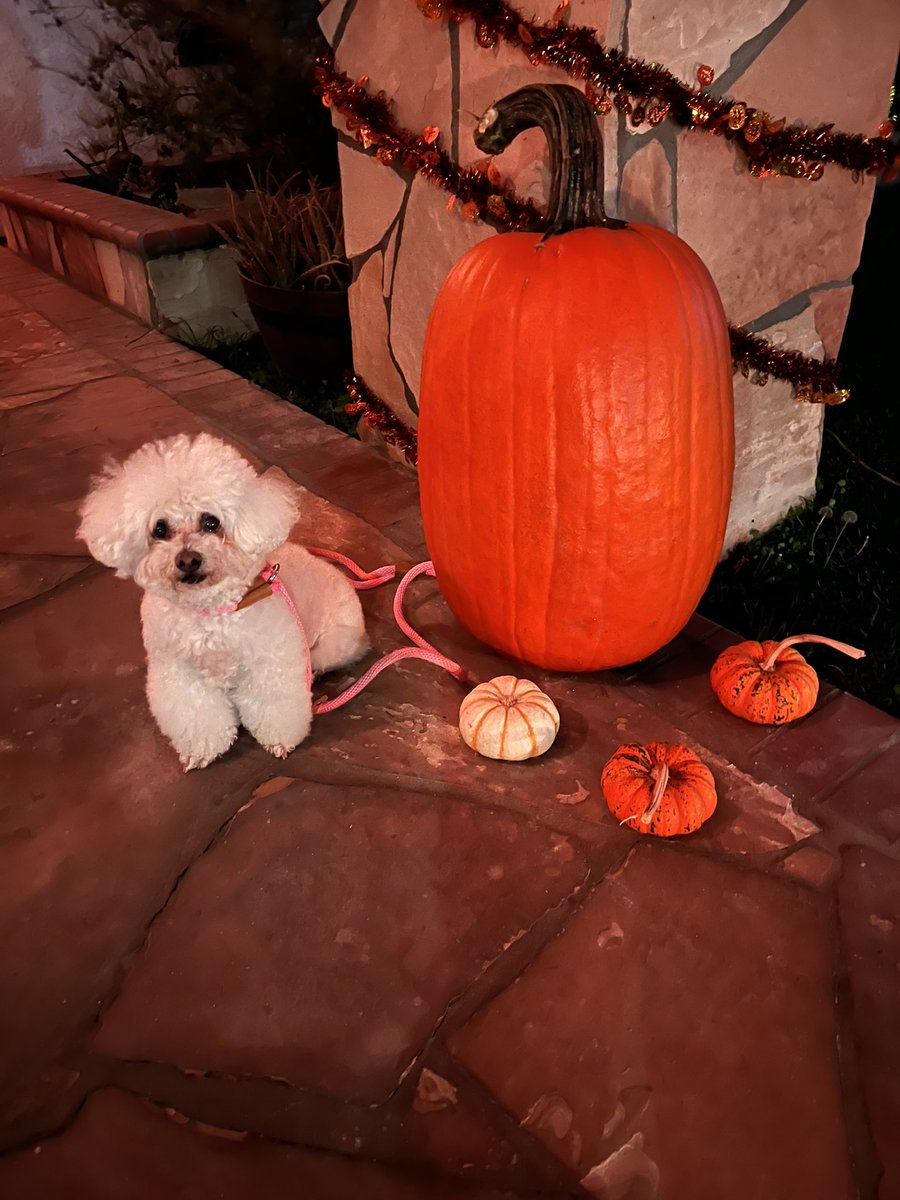 NowThatsASandra's tweet photo. BIG PUMPKIN! https://t.co/RQall0rdGr