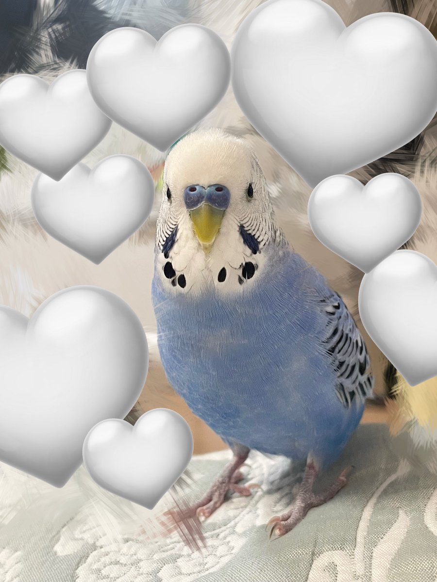 ルリは結構カメラ目線くれます👀🩵
#セキセイインコ 
#インコ