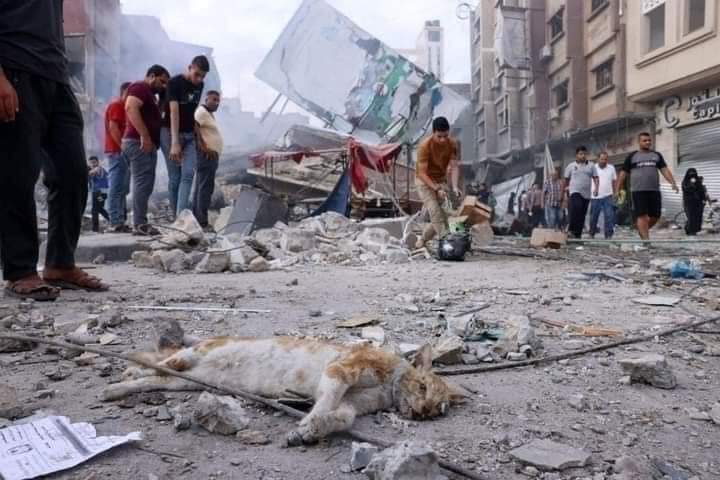 coderSarwar's tweet image. Made by @Israel
Pictures from @gaza