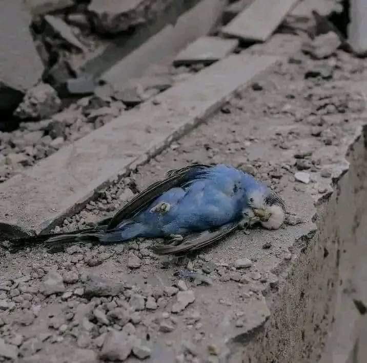 coderSarwar's tweet image. Made by @Israel
Pictures from @gaza