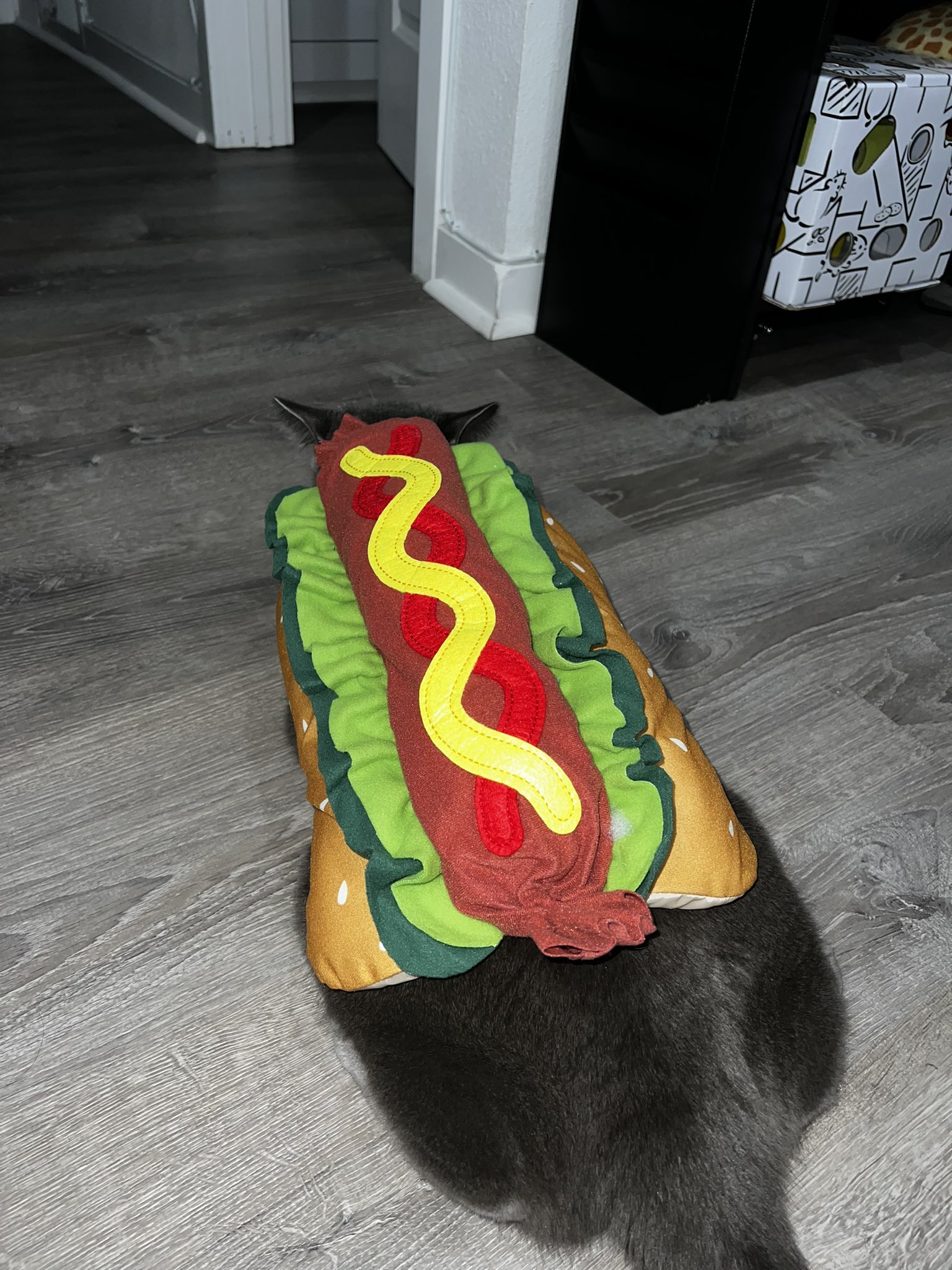 Cat in clearance hot dog costume