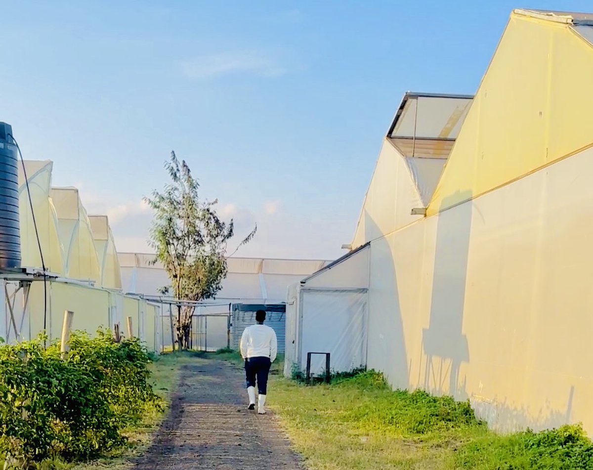 musse408's tweet image. How it started             vs        How it&apos;s going.

In october 2020, the #GEELproject funded by the @USAID supported us with 2 greenhouses worth $10,000. After three years, 40 young are working in our farms, we pay government taxes and also our net worth is almost $ 1 Million.