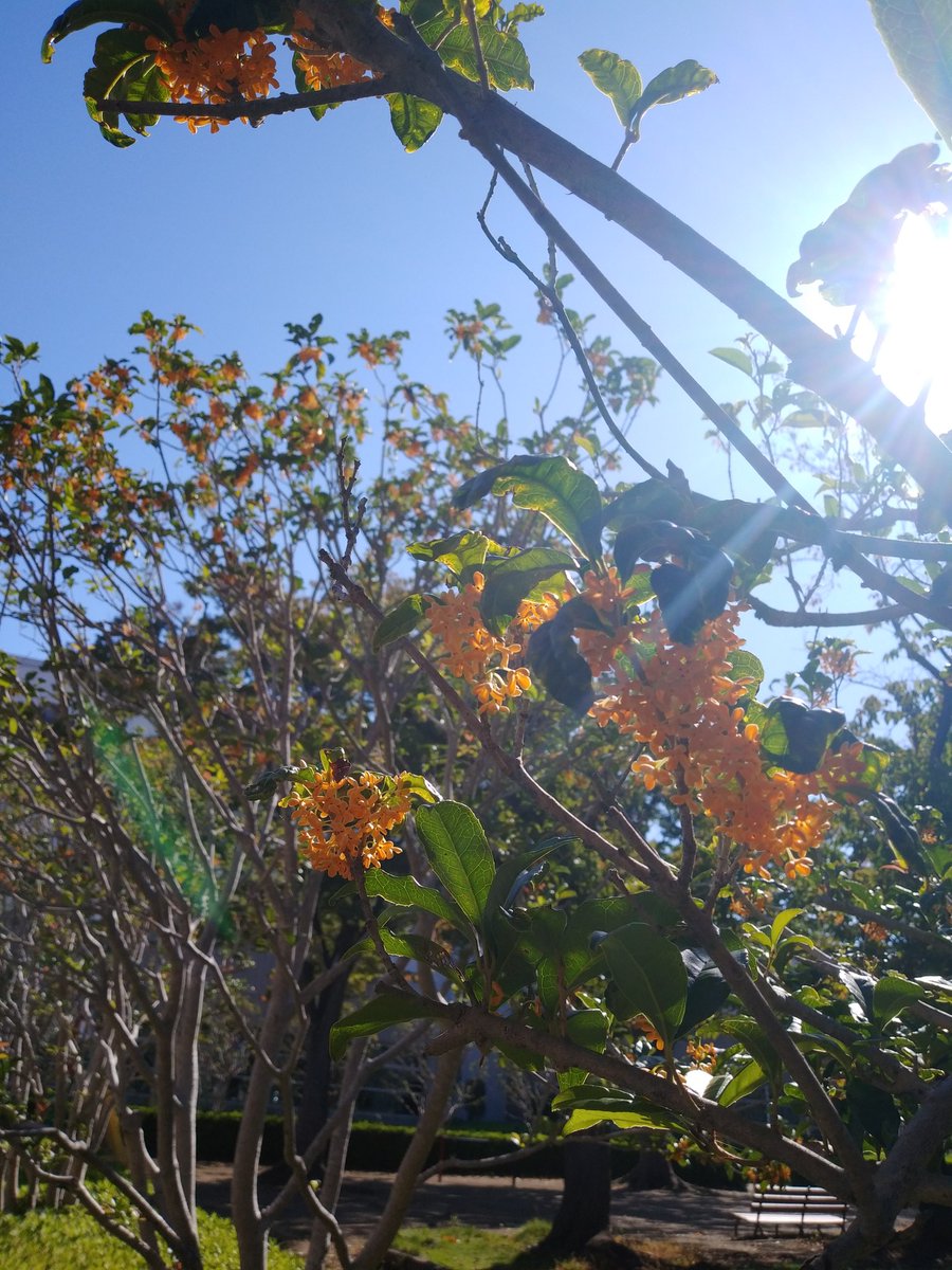 soraremido2's tweet image. 笹川さんの「金木犀」、とても良かった～。松本さんの「スコール」も、シノンさんの「ホトケノザ」も✨✨
長谷川さんのピアノも気絶しそうなほどカッコ良い。

やはりすごいなあ。皆さん。

生きてて
聴けて
良かった❗
来年も行きたいな。

すみジャズ帰りに行きました。
荷物預かり助かりました❤️