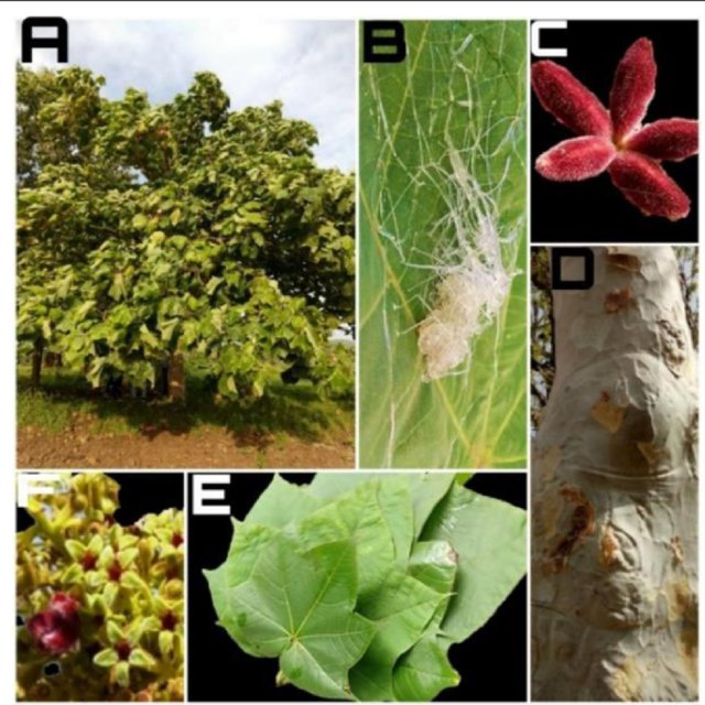 IamTreepathi's tweet photo. #TREEGyan
A Series to create awareness about Indian #NativeTrees
Anyone can use this information with #DueCredit.
#GhostTree
COMMON NAME: GHOST TREE
SCIENTIFIC NAME: Sterculia Urens
HINDI/MARATHI AND OTHER LOCAL NAMES: Gum karaya, kulu, kogdol, katira, sterculia gum or kateera gum
HEIGHT: 15m: LAYER: Tree: TYPE: Deciduous
FLOWER COLOR & SEASON: Flowers are greenish yellow in color, flowering between Dec-March.
DISTRIBUTION: Indigenous to India, South Asia and Southeast Asia. It is found in tropical and subtropical regions, growing in a variety of habitats, including forests, woodlands, and savannas.
The tree is drought-tolerant and prefers well-drained soils with good fertility. It can tolerate a wide range of soil types, from sandy to loamy, and can grow in acidic, neutral, or alkaline soils.
Sterculia urens is also known for its ability to grow in harsh environmental conditions, such as arid and semi-arid regions. It can grow in areas with an annual rainfall of 300-2500 mm, with an optimum range of 1000-2000 mm.
It is also found in urban areas as an ornamental tree, thanks to its attractive foliage and colorful flowers.
Why it is called ghost tree?
It is called the "ghost tree" because of its distinctive, smooth white bark that appears ghostly in the moonlight. White bark can give the tree an eerie, otherworldly appearance at night, especially when the moon is shining on it.
Additionally, some people believe that the tree is haunted or inhabited by ghosts or spirits, which may be another reason why it has been given this nickname. However, this belief is based on superstition and has no scientific basis.
Medicinal Properties:
1. Anti-inflammatory: The bark of Sterculia urens has been traditionally used as an anti-inflammatory agent. It has been used to treat various inflammatory conditions, such as arthritis and rheumatism.
2. Antioxidant: Sterculia urens contains high levels of antioxidants, which can help to protect the body against oxidative stress and prevent cellular damage.
3. Digestive: The bark and fruit of Sterculia urens have been used in traditional medicine to treat various digestive disorders, such as diarrhea and dysentery.
4. Antimicrobial: Studies have shown that extracts from the bark and fruit of Sterculia urens have antimicrobial properties. They can help to inhibit the growth of various types of bacteria and fungi.
5. Wound healing: The bark of Sterculia urens has been traditionally used to promote wound healing. It can help to reduce inflammation and promote the growth of new tissue.
Key Environmental benefits:
1. Carbon sequestration: Like all trees, Sterculia urens absorbs carbon dioxide from the atmosphere and stores it in its biomass through the process of photosynthesis. This helps to reduce the concentration of greenhouse gases in the atmosphere, mitigating the effects of climate change.
2. Soil improvement: The leaves and branches of the Sterculia urens tree can be used as green manure, providing organic matter and nutrients to the soil as they decompose. Additionally, the tree's deep roots can help to break up compacted soil, improving water penetration and aeration.
3. Biodiversity: Sterculia urens tree has a positive impact on biodiversity as it provides habitat and food for a range of wildlife, including birds, insects, and mammals. The tree is known to attract a variety of bird species that feed on its fruits, including barbets, parakeets, and bulbuls. The tree's flowers also attract pollinators such as bees and butterflies, which are important for maintaining plant diversity in the ecosystem.
4. Water conservation: The deep roots of the Sterculia urens tree help to prevent soil erosion and retain water in the soil, reducing runoff and conserving water resources.
5. Air purification: Sterculia urens, like all trees, helps to purify the air by absorbing pollutants and releasing oxygen. This can help to improve air quality and reduce respiratory illnesses and other health problems associated with poor air quality
Economical Benefits:
1. Food and nutrition: The nuts of the Sterculia urens tree are edible and have a high nutritional value. They are rich in protein, fat, and carbohydrates, and can be used as a food source in times of scarcity.
2. Timber: The wood of the Sterculia urens tree is used for a variety of purposes, including construction, furniture, and carvings. It is strong, durable, and resistant to termites and decay.
3. Industrial: The oil extracted from the seeds of Sterculia urens can be used for making soap and candles. The wood of the tree is also used for making furniture and construction materials.
4. Cosmetic: The oil from Sterculia urens is used in cosmetic products such as lotions, creams, and soaps due to its moisturizing and emollient properties.
Karaya Gum:
It is a natural gum is obtained the stem. It is a polysaccharide composed of galactose, rhamnose, and galacturonic acid. Karaya gum has various commercial applications, such as:
Food Industry: Karaya gum is used as a thickening agent, stabilizer, and emulsifier in various food products, including ice cream, yogurt, salad dressings, and canned soups.
Pharmaceutical Industry: Karaya gum is used as an excipient in pharmaceutical formulations. It is used as a binder, disintegrant, and controlled-release agent in tablets and capsules.
Cosmetics Industry: Karaya gum is used in cosmetic products such as creams, lotions, and shampoos as a thickening agent and emulsifier.
Industrial Applications: Karaya gum is used as a binder in the manufacturing of carbon black pellets and in the production of water-based paints and adhesives.
Medical Applications: Karaya gum has potential medical applications as a wound dressing and in drug delivery systems due to its biocompatibility and mucoadhesive properties.
Sterculia urens, also known as Indian Almond or the Bengal almond, has various medicinal properties. Some of these properties include:
Anti-inflammatory: Sterculia urens has anti-inflammatory properties and is used in traditional medicine to treat various inflammatory conditions such as arthritis and joint pain.
Laxative: The bark and seeds of Sterculia urens have laxative properties and are used to treat constipation and other digestive disorders.
Wound healing: The leaves of Sterculia urens are used in traditional medicine to treat wounds and promote wound healing.
Antimicrobial: Sterculia urens has antimicrobial properties and is used in traditional medicine to treat various microbial infections such as bacterial and fungal infections.
Respiratory ailments: The bark and leaves of Sterculia urens are used to treat respiratory ailments such as coughs, colds, and bronchitis.
Skin disorders: Sterculia urens is used to treat various skin disorders such as eczema, psoriasis, and acne due to its anti-inflammatory and antimicrobial properties.
Anti-diabetic: Sterculia urens has hypoglycemic properties and may be beneficial in managing diabetes.
In conclusion, Sterculia urens has various medicinal properties and is used in traditional medicine to treat various ailments. However, more research is needed to determine its efficacy and safety for use in modern medicine. It is important to consult a healthcare professional before using Sterculia urens for any medical purposes.
#PradeepTreepathi #VedicTrees #NativeTrees #NativeTree #NativeTreesofIndia