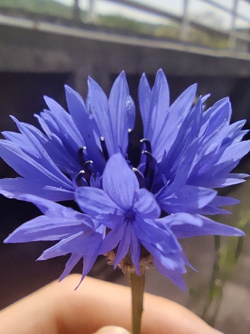 灵魂是朵难养的花...