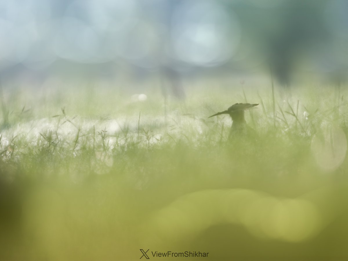 ViewFromShikhar's tweet photo. The morning dew has begun to form in these pre-winter North Indian mornings. I endeavoured to frame this hoopoe in the bokehlicious magic of dewdrops and sunlight. 
Hope you enjoy it too. 🍂🐦 https://t.co/sDV4cJTgEN