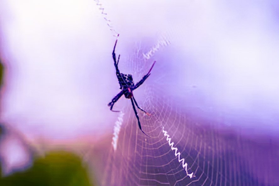 DeshenLouise's tweet image. We can allow satellites, #planets, suns, #universe, nay whole systems of universes,
to be governed by laws,
but the #smallest insect,
we wish to be created at once
by #Special act.

- Charles Darwin
#NatureBeauty 
#KindnessMatters
#NaturePhotograhpy