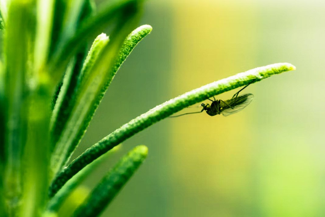 DeshenLouise's tweet image. We can allow satellites, #planets, suns, #universe, nay whole systems of universes,
to be governed by laws,
but the #smallest insect,
we wish to be created at once
by #Special act.

- Charles Darwin
#NatureBeauty 
#KindnessMatters
#NaturePhotograhpy