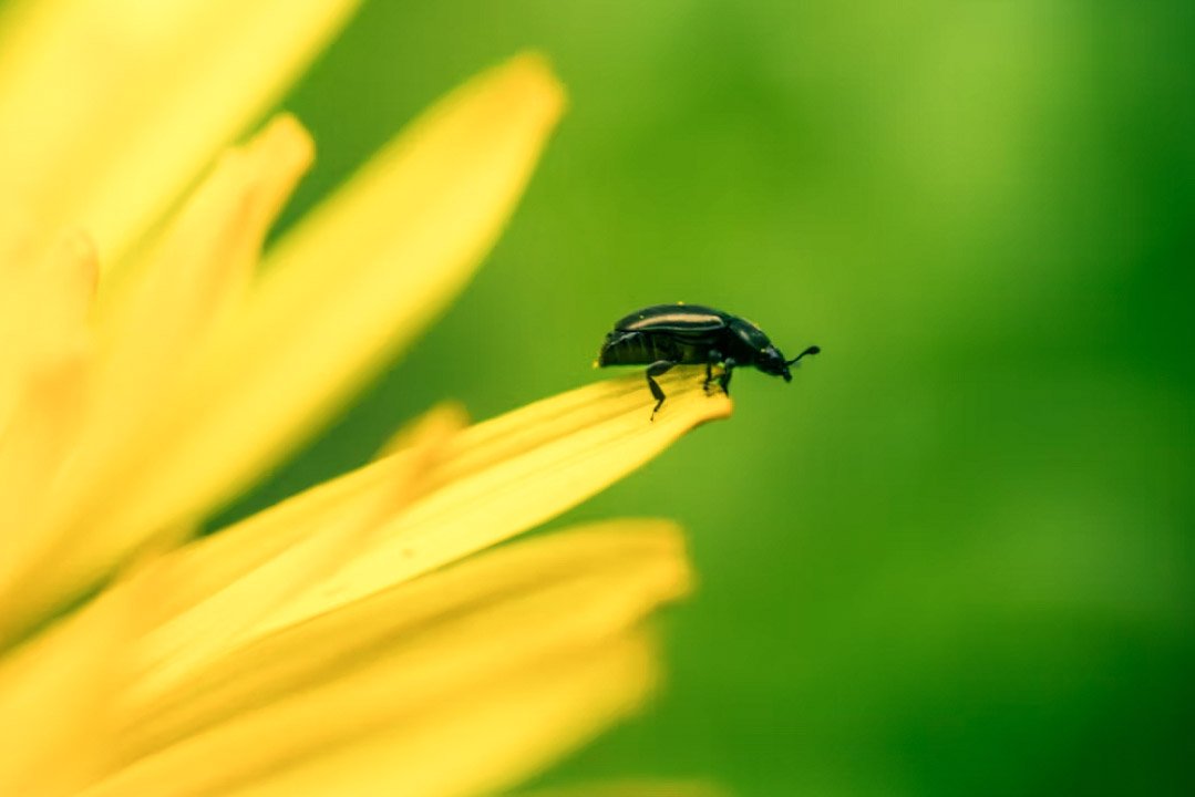 DeshenLouise's tweet image. We can allow satellites, #planets, suns, #universe, nay whole systems of universes,
to be governed by laws,
but the #smallest insect,
we wish to be created at once
by #Special act.

- Charles Darwin
#NatureBeauty 
#KindnessMatters
#NaturePhotograhpy