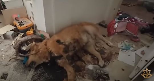 ElectCDavis's tweet photo. @RepJayapal @RepCori @RepRashida Burn in hell Nazi, even h1tler liked dogs. https://t.co/1xF2BGx8Nf