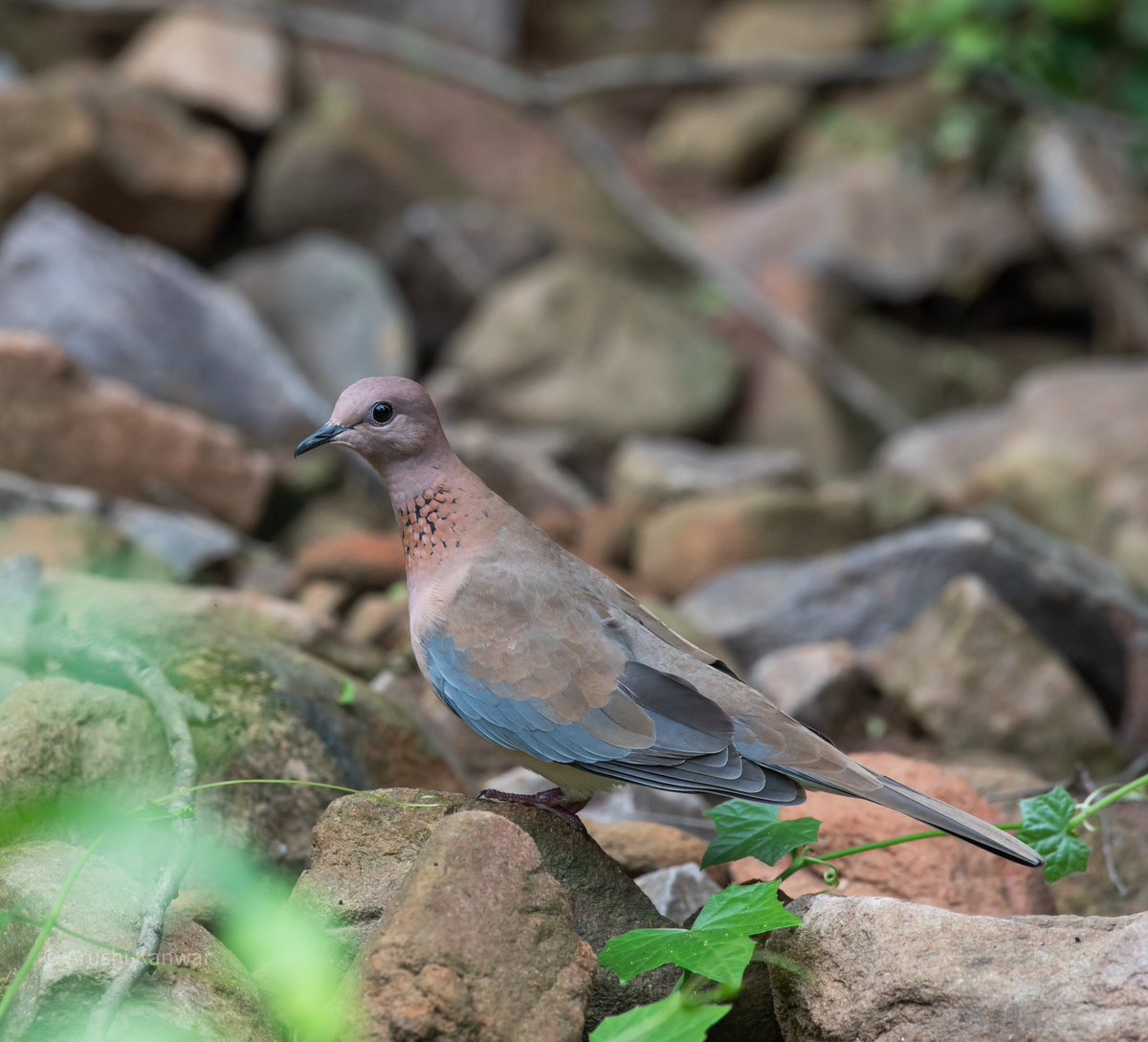 Laughing dove

#BackyardBirds #IndiAves 

#BirdsSeenIn2023 #BirdsofTwitter #BirdsOfAFeather #naturelovers #natgeoindia #sanctuaryasia #Nikon #TwitterNatureCommunity #birdlovers