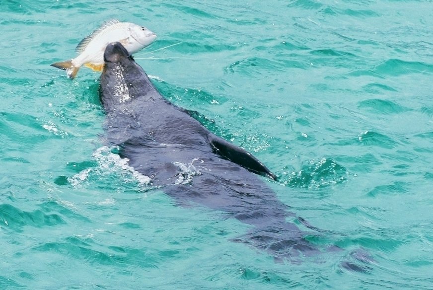 Chilbys's tweet image. A seal catching a bream, Lake Illawarra NSW. 
#Illawarra #shellharbour #wollongong #lakeillawarra #seal