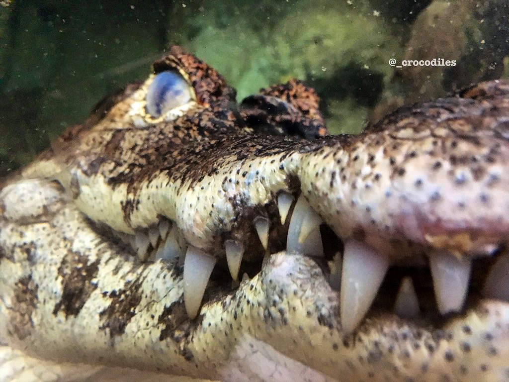 The sponsor for #Croctober 19th is the #spectacledcaiman, or #Caimancrocodilus.

I never really 'see' how they give the impression that they're wearing spectacles, but this particular individual has his 3rd eyelid or nictitating membrane deployed, as they are underwater.