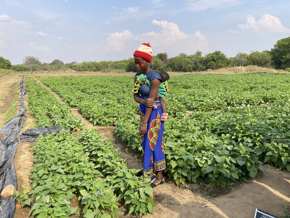 Cultivating high value crops has given rural farmers in Mzuzu 🇲🇼 financial independence courtesy <a href="/miseancara/">Misean Cara</a> member St Patricks #LeaveNoOneBehind <a href="/johnmoffett4/">John Moffett</a> <a href="/Irish_Aid/">Irish Aid</a>