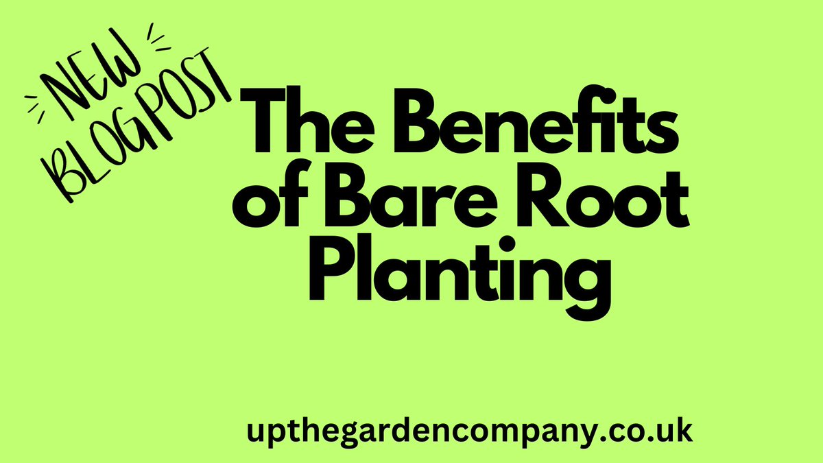 The Benefits of Bare Root Planting
As gardeners, we are always on the lookout for cost-effective ways to enhance our green spaces. 
#bareroot #barerootplants #barerootplanting #hedging #shurbs