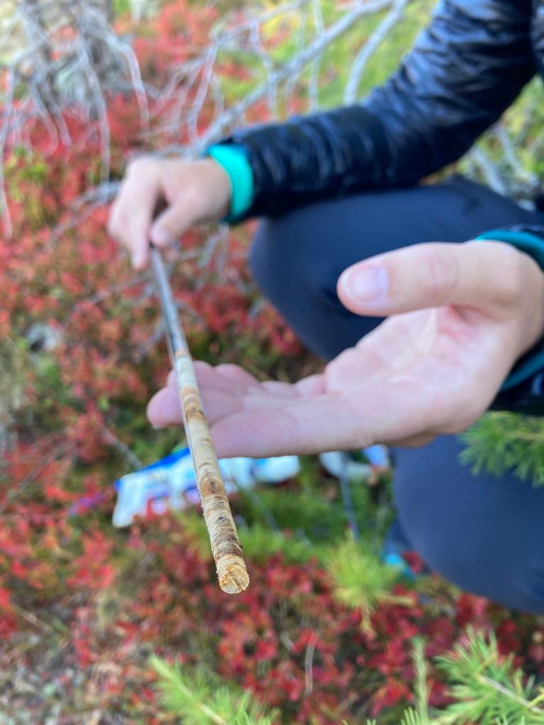 Back from an amazing field week exploring the Saastal with master's students! From natural hazards to risk analysis, they also delved into the treeline dynamics by quite literally making the trees talk 🌲 ⚠ 🏔 Data collection at its best!
@jerome_saez @ccia_geneva @unige_ise